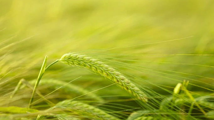L’agriculture à l’épreuve du choc climatique