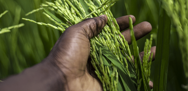 En Afrique c’est le secteur privé agricole qu’il faut soutenir