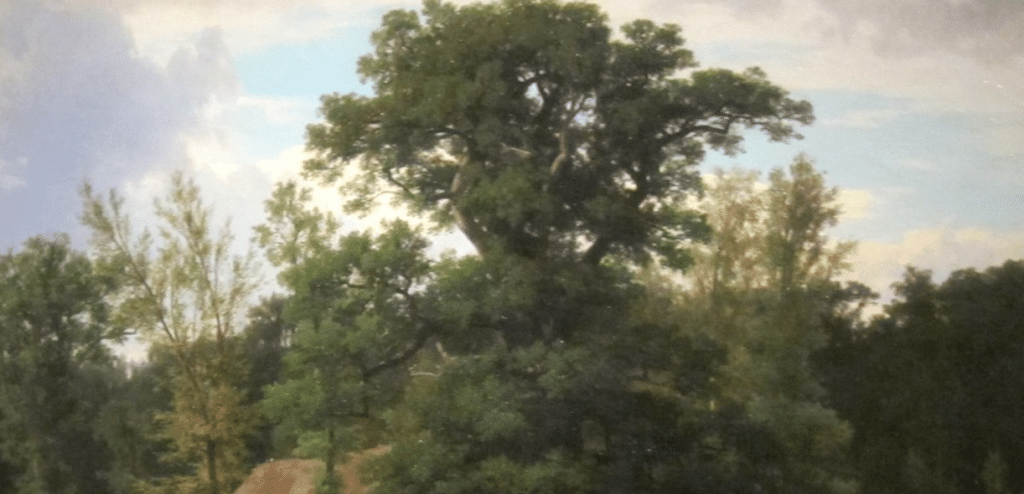 Les forêts françaises stockent beaucoup moins de CO2