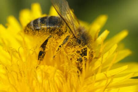 Des scientifiques s’inquiètent de la disparition des abeilles