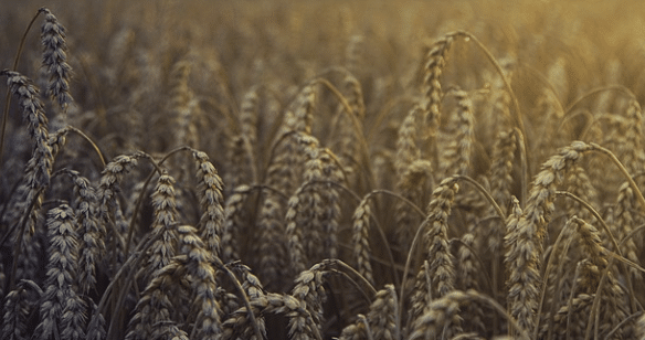 La FAO au secours de l’Ukraine face au déficit de stockage de céréales