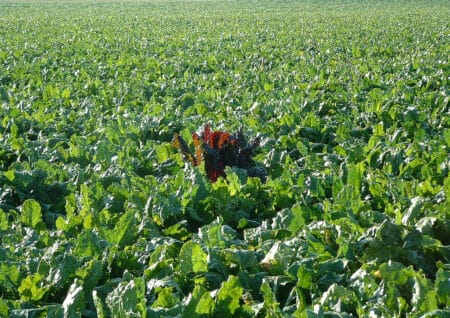 OGM, les Etats libres d’interdire ou d’autoriser les cultures