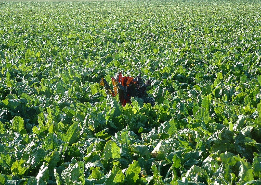 OGM, les Etats libres d’interdire ou d’autoriser les cultures