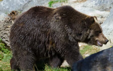 Ségolène Royal défavorable à la réintroduction d'ours dans les Pyrénées