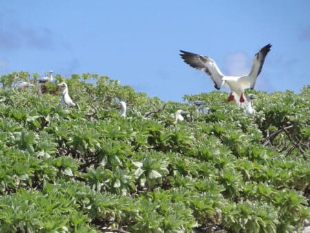 Le groupe La Poste et la LPO s’allient pour protéger la biodiversité locale