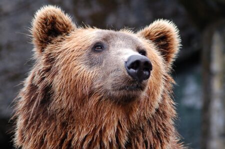 Humanité et Biodiversité s’insurge contre l’effarouchement des ours