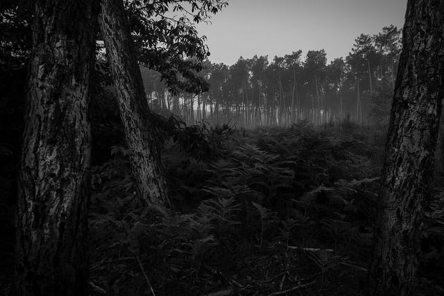 Le journal Le Monde se penche sur la « criminalité écologique »