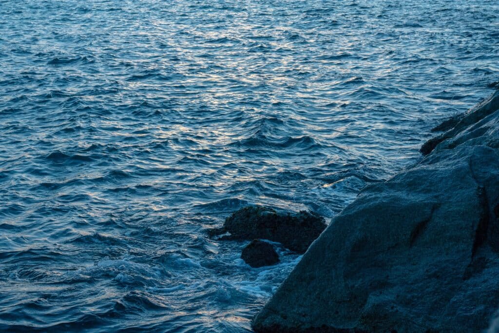 Le crabe bleu, espèce invasive et fléau pour les pêcheurs