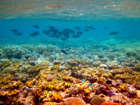 « La Grande Barrière de corail, un futur dépotoir ? » s’interroge le WWF