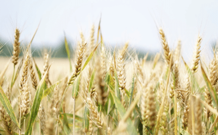 L’Europe s’implique pour faciliter les exports de céréales de l’Ukraine