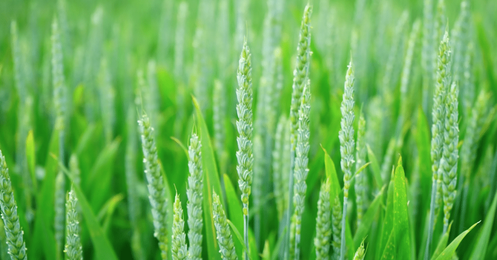 L’UE à deux doigts de repousser de dix ans l’interdiction du glyphosate