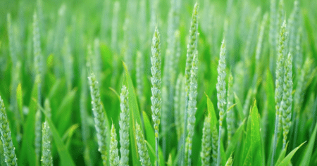 L’UE à deux doigts de repousser de dix ans l’interdiction du glyphosate