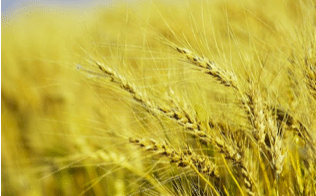 Le secteur des céréales chamboulé par la crise entre l’Ukraine et ses voisins