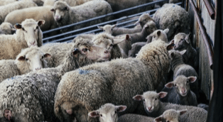 Protection des loups, les ONG quittent le groupe de discussion avec l’État et les bergers