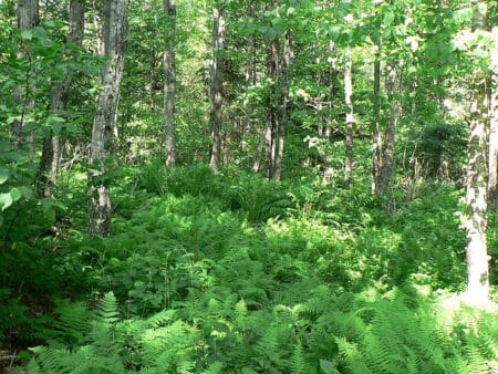 L’examen parlementaire de la loi biodiversité est lancé
