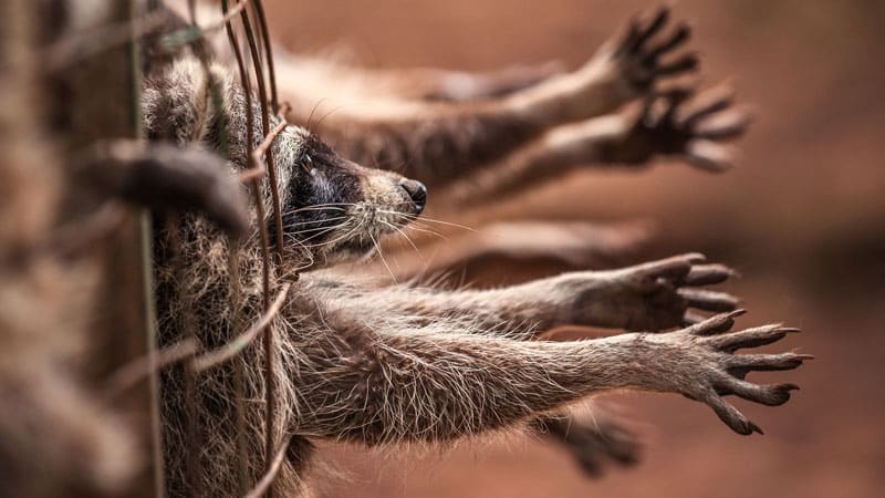 L'association 30 Millions d’amis s’insurge contre la mode des fourrures