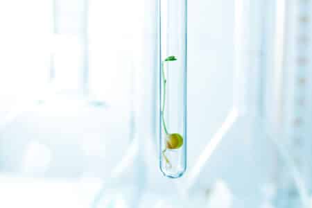 Pour les Verts, la France doit rester ferme sur les OGM