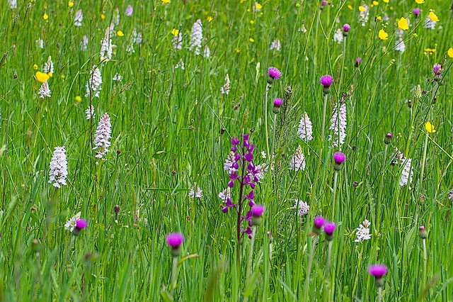Les consommateurs de plus en plus attentifs à la biodiversité