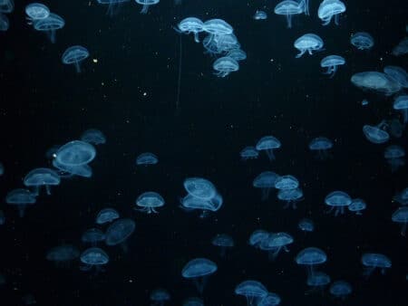 Pollution de l’eau, les méduses à la rescousse des océans
