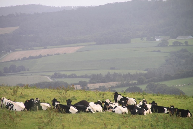 Filière laitière, les différents acteurs se mettent d’accord avec Stéphane Le Foll