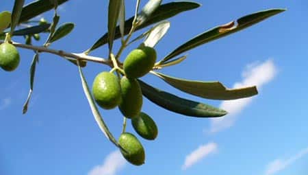 Corse, des escrocs surfent sur les dégâts de la bactérie Xylella