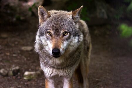 Des associations se mobilisent contre l’abattage de 36 loups