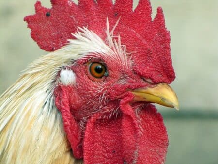 Des poules pour réduire les déchets