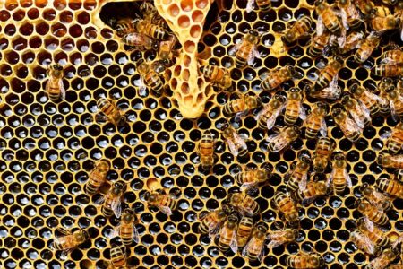 Les abeilles en danger face à l'utilisation de trois pesticides