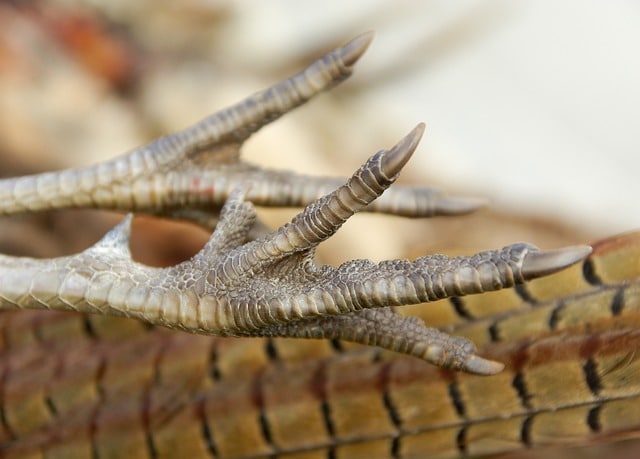 Des associations demandent l'arrêt de la chasse le dimanche