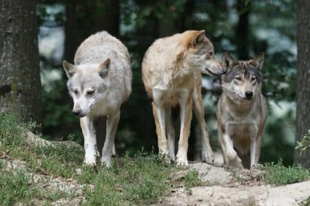 Abattage de loups : le préfet de Savoie critiqué par les associations de défense des animaux