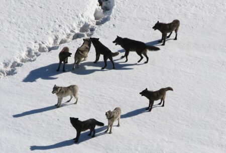 Hautes-Alpes : une manifestation autour de la problématique du loup