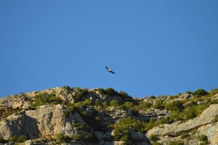 Protection des rapaces dans les Pyrénées : des balises dernière génération installées