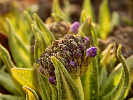 Les conséquences de la météo trop douce