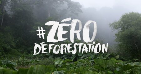 Déforestation, Greenpeace s’en prend au groupe Bolloré