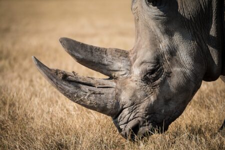 Afrique : le braconnage des rhinocéros en hausse