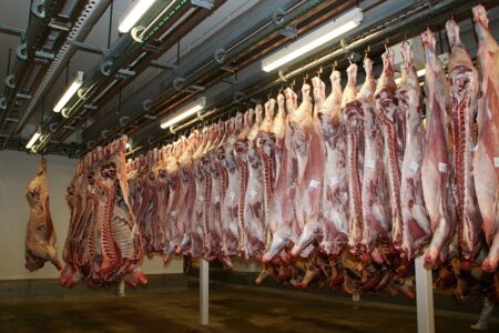 Abattoirs, les mauvais traitements deviennent des délits