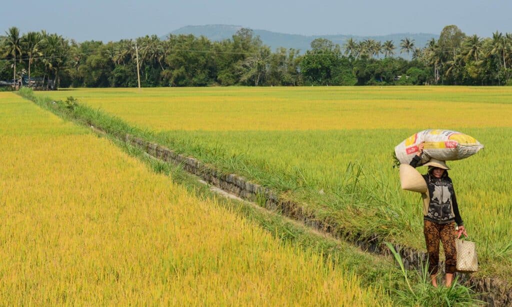 Comment la technologie pourrait booster le riz au Bangladesh