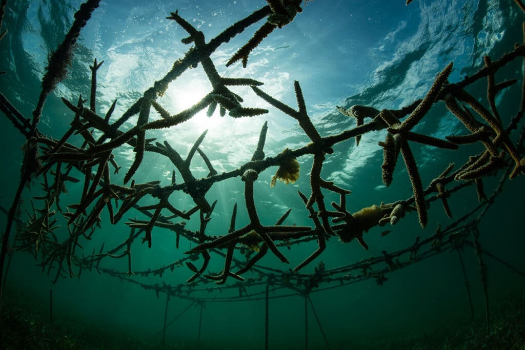 Évasion massive de saumons : un désastre environnemental en Norvège