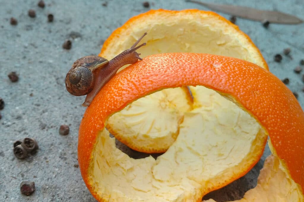 L'astuce des écorces d'agrumes pour tenir les chats à distance