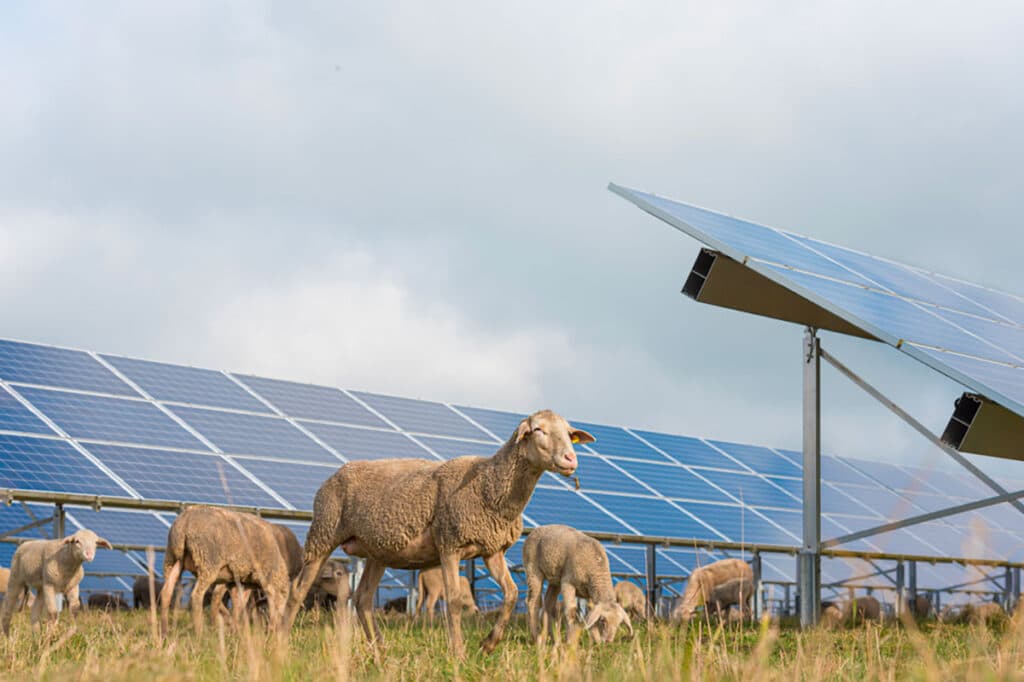 L'agrivoltaïque : quand agriculture et énergie solaire se rencontrent