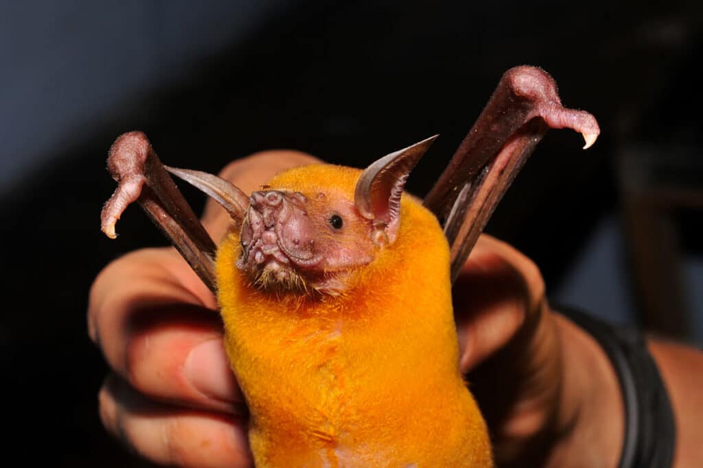 Les chauves-souris Mops plicatus : des alliées inattendues pour lutter contre les cicadelles destructrices