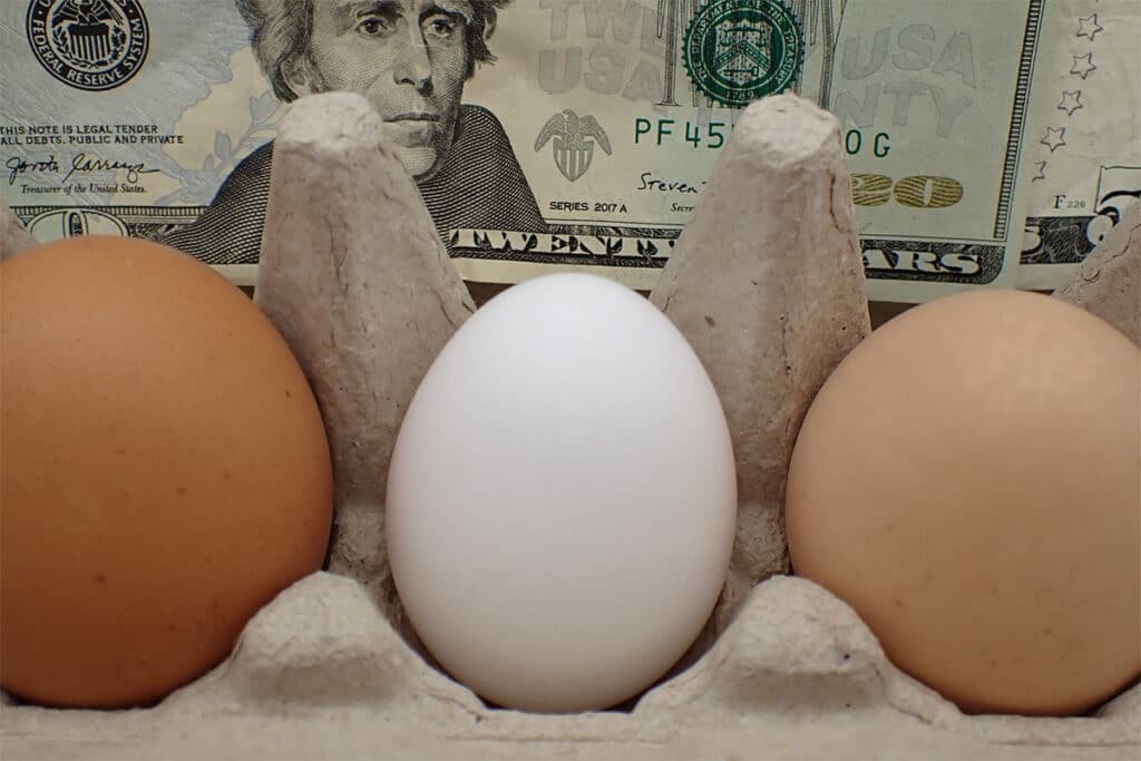 La crise des œufs aux États-Unis : entre pénurie et stratégies d'importation