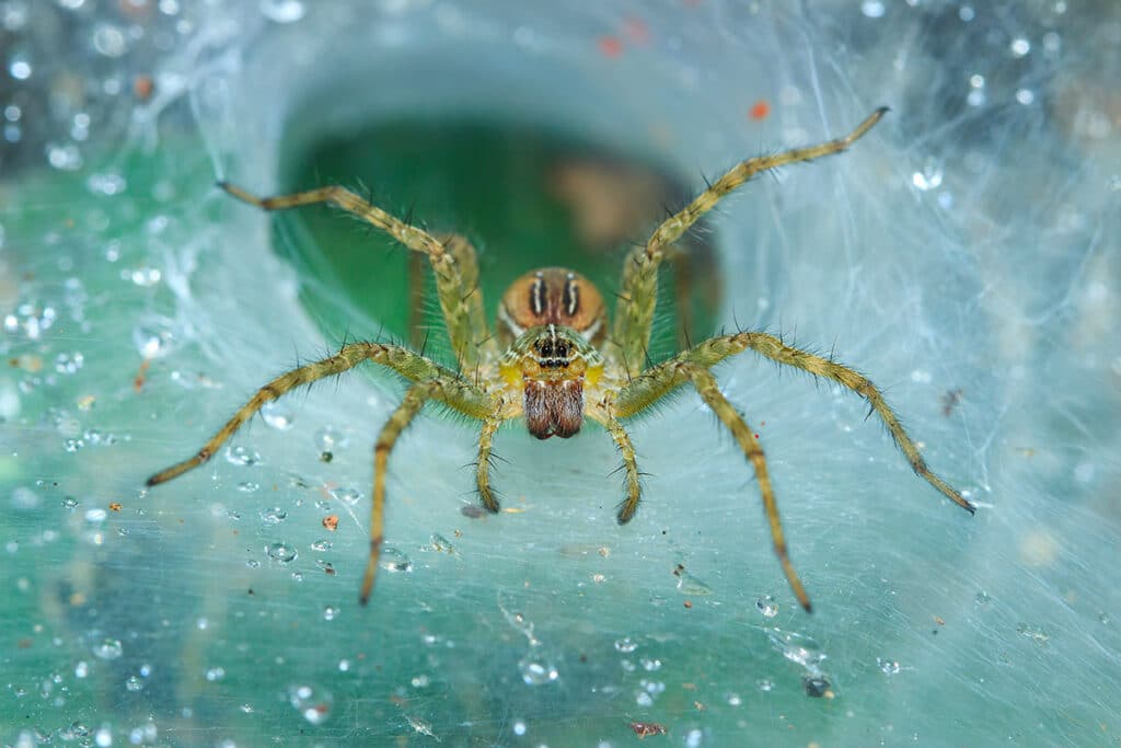 Les araignées urbaines adaptent leurs toiles pour contrer le bruit de la ville