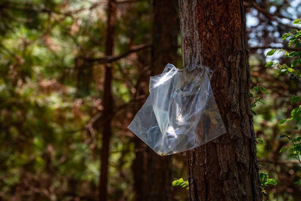 Les dangers du printemps : attention aux chenilles processionnaires