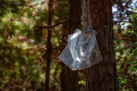 Les dangers du printemps : attention aux chenilles processionnaires