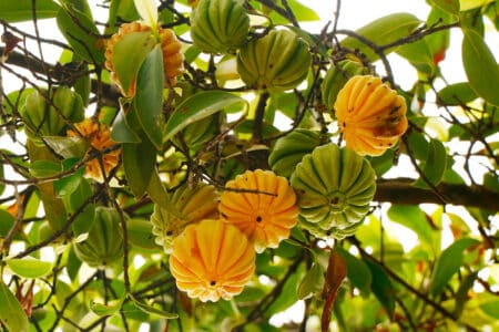 La France interdit les gélules de Garcinia cambogia Desr. face aux risques sanitaires