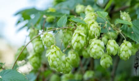 Elle pousse sous vos yeux... et vaut une fortune sans que vous le sachiez