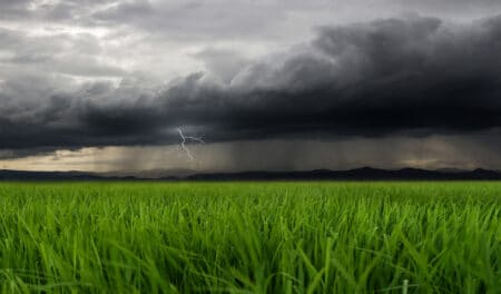 Pétrichor : l’odeur mystérieuse que tout le monde adore