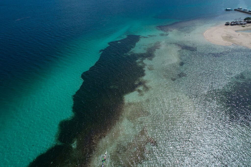Les Antilles face à un flot massif de sargasses : une situation écologique et économique