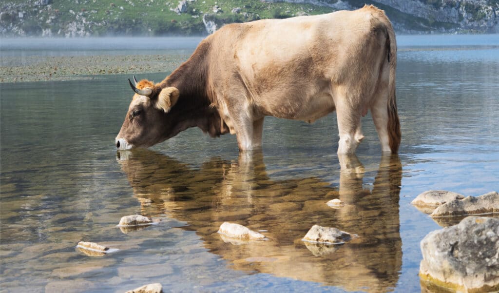Abandonnées sur une île déserte, ces vaches ont survécu seules pendant 130 ans